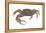 Marsh Fiddler Crab (Uca Pugnax), Crustaceans-Encyclopaedia Britannica-Framed Stretched Canvas