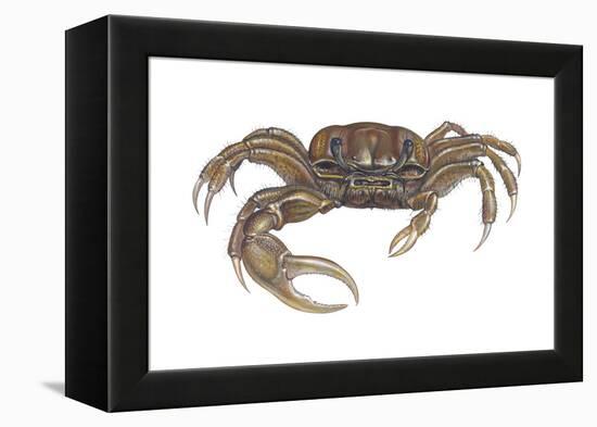 Marsh Fiddler Crab (Uca Pugnax), Crustaceans-Encyclopaedia Britannica-Framed Stretched Canvas