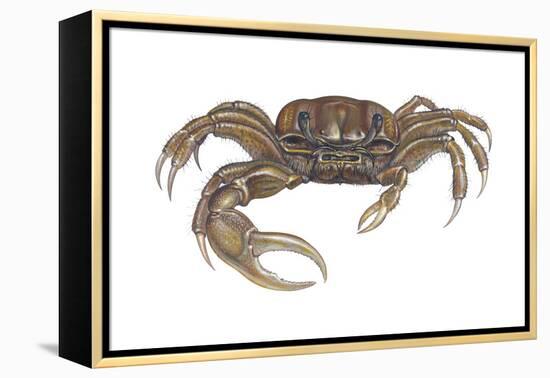 Marsh Fiddler Crab (Uca Pugnax), Crustaceans-Encyclopaedia Britannica-Framed Stretched Canvas