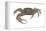 Marsh Fiddler Crab (Uca Pugnax), Crustaceans-Encyclopaedia Britannica-Framed Stretched Canvas