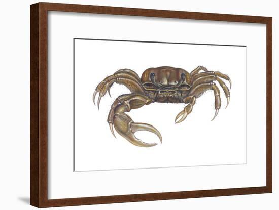 Marsh Fiddler Crab (Uca Pugnax), Crustaceans-Encyclopaedia Britannica-Framed Art Print