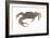 Marsh Fiddler Crab (Uca Pugnax), Crustaceans-Encyclopaedia Britannica-Framed Art Print