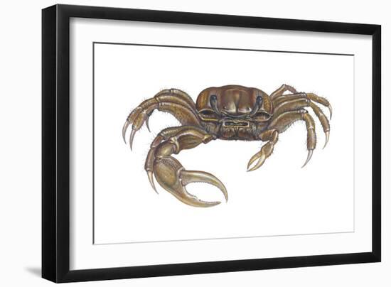 Marsh Fiddler Crab (Uca Pugnax), Crustaceans-Encyclopaedia Britannica-Framed Art Print