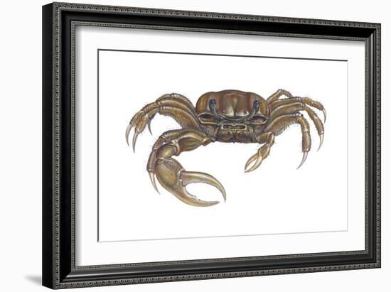 Marsh Fiddler Crab (Uca Pugnax), Crustaceans-Encyclopaedia Britannica-Framed Art Print