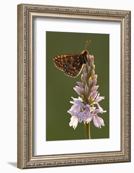 Marsh Fritillary Butterfly {Euphydrayas Aurinia} on Spotted Heath Orchid, Holsworthy, Devon, UK-Ross Hoddinott-Framed Photographic Print