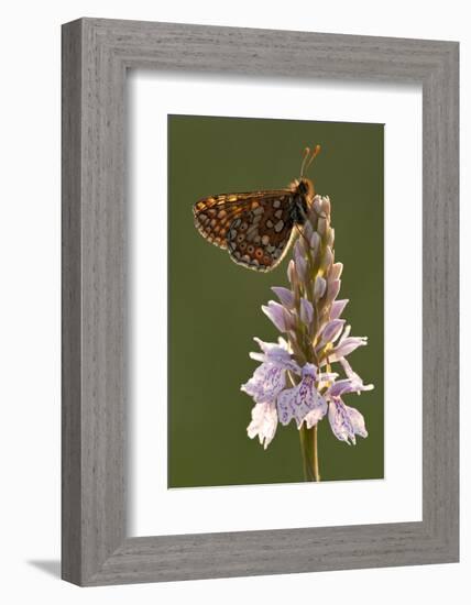 Marsh Fritillary Butterfly {Euphydrayas Aurinia} on Spotted Heath Orchid, Holsworthy, Devon, UK-Ross Hoddinott-Framed Photographic Print