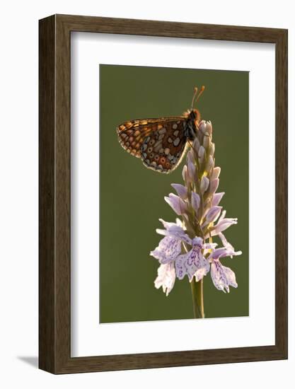 Marsh Fritillary Butterfly {Euphydrayas Aurinia} on Spotted Heath Orchid, Holsworthy, Devon, UK-Ross Hoddinott-Framed Photographic Print