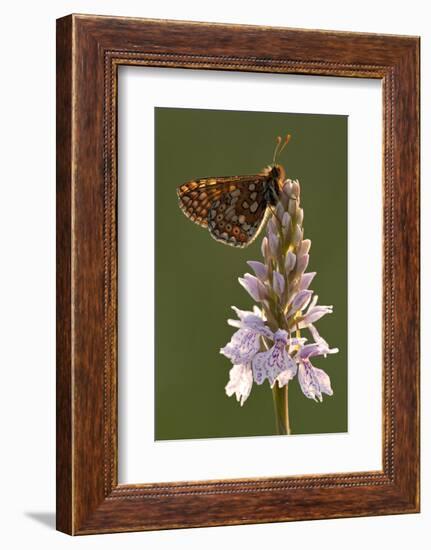 Marsh Fritillary Butterfly {Euphydrayas Aurinia} on Spotted Heath Orchid, Holsworthy, Devon, UK-Ross Hoddinott-Framed Photographic Print