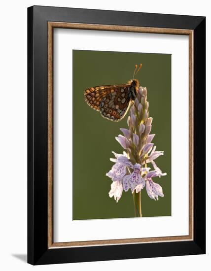 Marsh Fritillary Butterfly {Euphydrayas Aurinia} on Spotted Heath Orchid, Holsworthy, Devon, UK-Ross Hoddinott-Framed Photographic Print