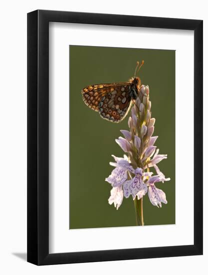 Marsh Fritillary Butterfly {Euphydrayas Aurinia} on Spotted Heath Orchid, Holsworthy, Devon, UK-Ross Hoddinott-Framed Photographic Print