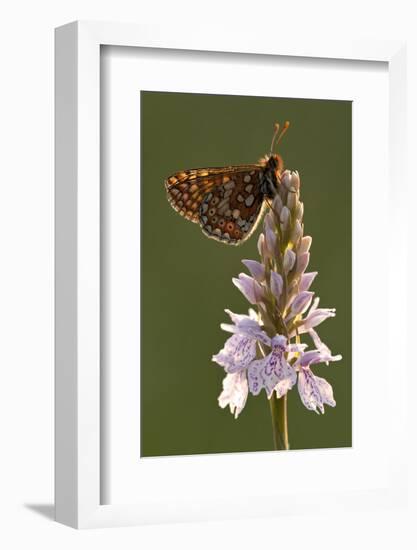 Marsh Fritillary Butterfly {Euphydrayas Aurinia} on Spotted Heath Orchid, Holsworthy, Devon, UK-Ross Hoddinott-Framed Photographic Print