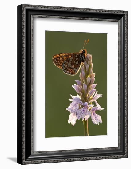 Marsh Fritillary Butterfly {Euphydrayas Aurinia} on Spotted Heath Orchid, Holsworthy, Devon, UK-Ross Hoddinott-Framed Photographic Print