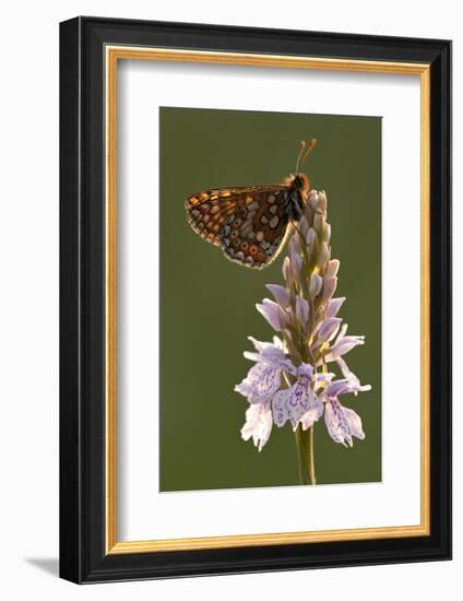 Marsh Fritillary Butterfly {Euphydrayas Aurinia} on Spotted Heath Orchid, Holsworthy, Devon, UK-Ross Hoddinott-Framed Photographic Print