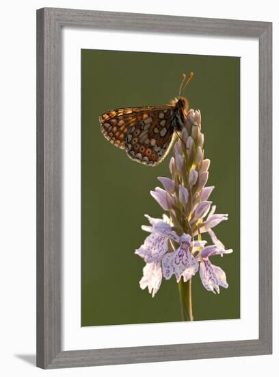 Marsh Fritillary Butterfly {Euphydrayas Aurinia} on Spotted Heath Orchid, Holsworthy, Devon, UK-Ross Hoddinott-Framed Photographic Print