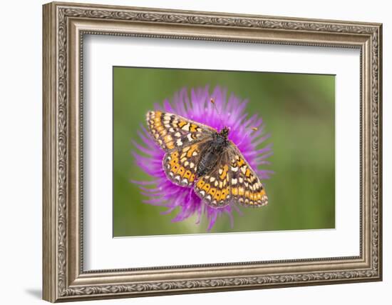 Marsh fritillary butterfly feeding, Dunsdon NR, Devon, UK-Ross Hoddinott-Framed Photographic Print