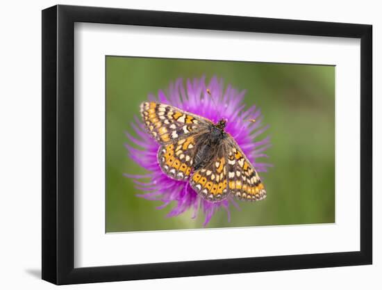 Marsh fritillary butterfly feeding, Dunsdon NR, Devon, UK-Ross Hoddinott-Framed Photographic Print