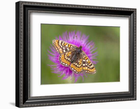 Marsh fritillary butterfly feeding, Dunsdon NR, Devon, UK-Ross Hoddinott-Framed Photographic Print