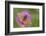 Marsh fritillary butterfly feeding, Dunsdon NR, Devon, UK-Ross Hoddinott-Framed Photographic Print