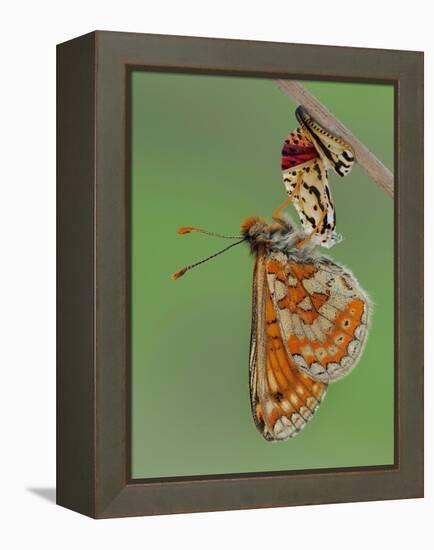 Marsh fritillary butterfly hanging from chrysalis drying its wings-Andy Sands-Framed Premier Image Canvas