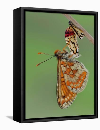 Marsh fritillary butterfly hanging from chrysalis drying its wings-Andy Sands-Framed Premier Image Canvas