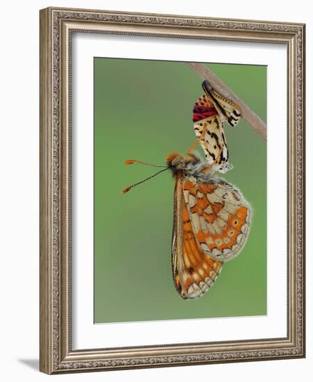 Marsh fritillary butterfly hanging from chrysalis drying its wings-Andy Sands-Framed Photographic Print