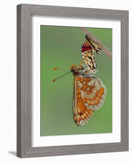 Marsh fritillary butterfly hanging from chrysalis drying its wings-Andy Sands-Framed Photographic Print