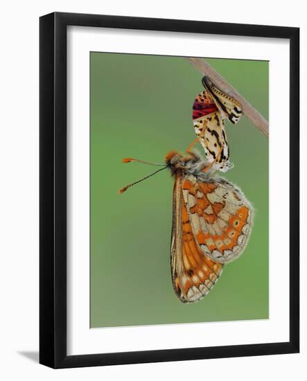 Marsh fritillary butterfly hanging from chrysalis drying its wings-Andy Sands-Framed Photographic Print