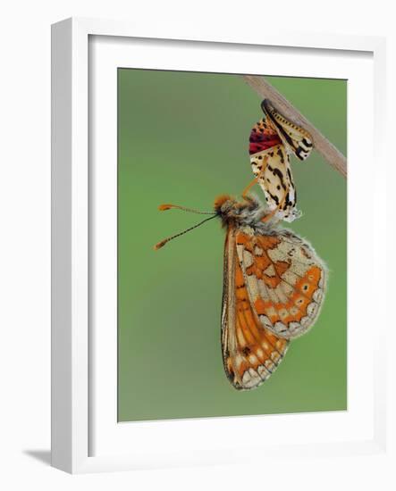 Marsh fritillary butterfly hanging from chrysalis drying its wings-Andy Sands-Framed Photographic Print