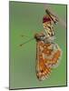 Marsh fritillary butterfly hanging from chrysalis drying its wings-Andy Sands-Mounted Photographic Print