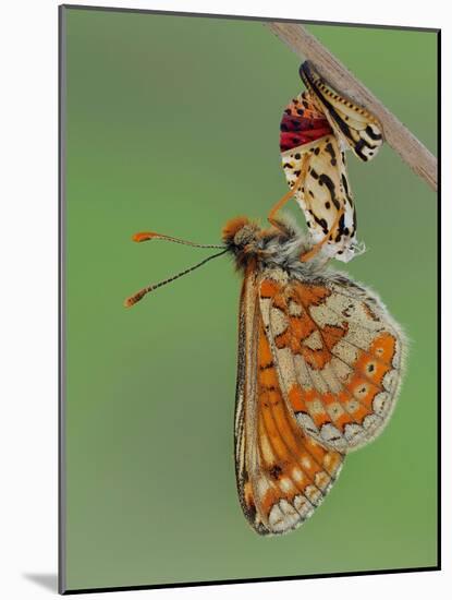 Marsh fritillary butterfly hanging from chrysalis drying its wings-Andy Sands-Mounted Photographic Print