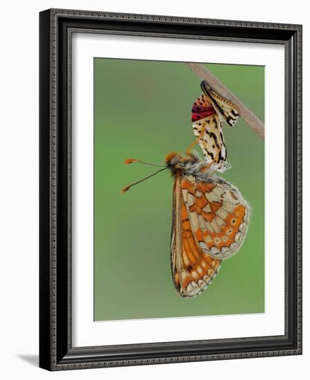 Marsh fritillary butterfly hanging from chrysalis drying its wings-Andy Sands-Framed Photographic Print