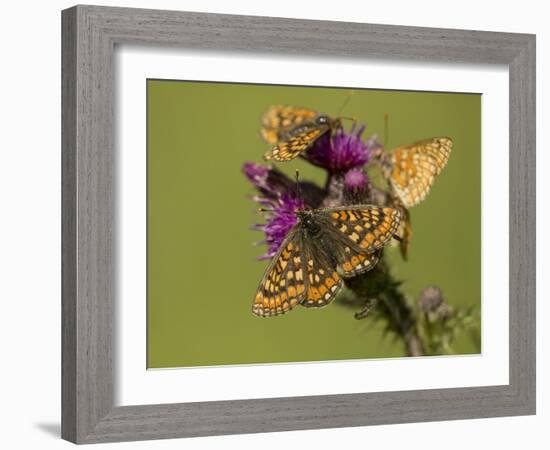 Marsh fritillary feeding on Marsh thistle, Lincolnshire, UK-Paul Hobson-Framed Photographic Print