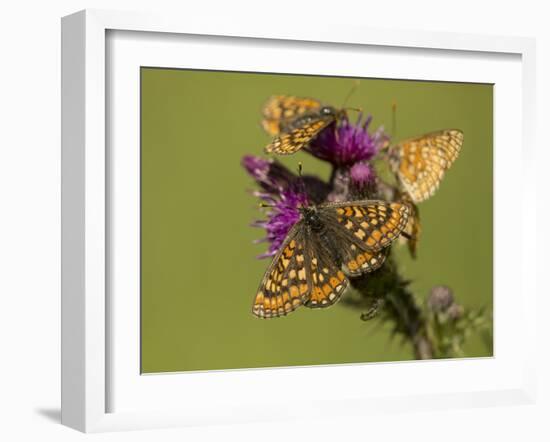 Marsh fritillary feeding on Marsh thistle, Lincolnshire, UK-Paul Hobson-Framed Photographic Print