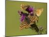 Marsh fritillary feeding on Marsh thistle, Lincolnshire, UK-Paul Hobson-Mounted Photographic Print