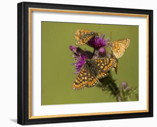 Marsh fritillary feeding on Marsh thistle, Lincolnshire, UK-Paul Hobson-Framed Photographic Print