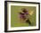 Marsh fritillary feeding on Marsh thistle, Lincolnshire, UK-Paul Hobson-Framed Photographic Print