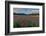 Marsh Gladioli (Gladiolus Palustris) in the Background Jochberg-Bernd Rommelt-Framed Photographic Print