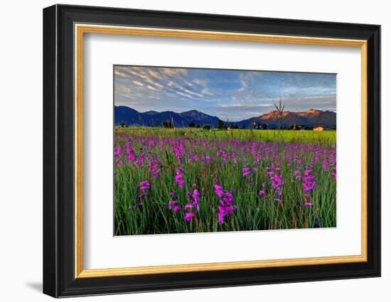 Marsh Gladioli (Gladiolus Palustris) in the Background Jochberg-Bernd Rommelt-Framed Photographic Print