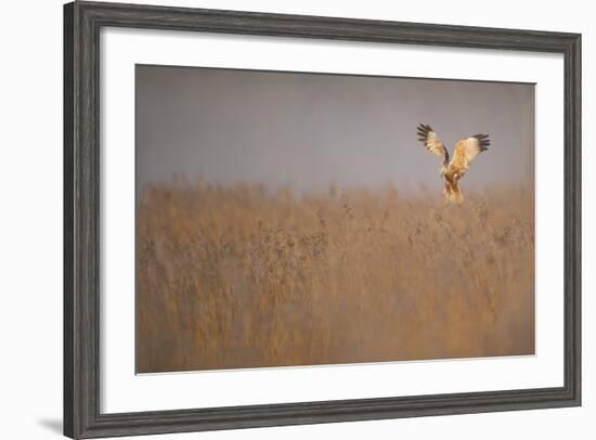 Marsh Harrier (Circus Aeruginosus) Adult Male in Flight Hunting over Reedbed at Dawn, Norfolk, UK-Andrew Parkinson-Framed Photographic Print