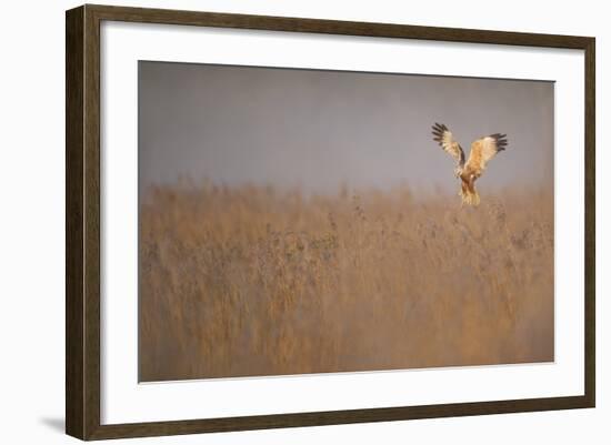 Marsh Harrier (Circus Aeruginosus) Adult Male in Flight Hunting over Reedbed at Dawn, Norfolk, UK-Andrew Parkinson-Framed Photographic Print