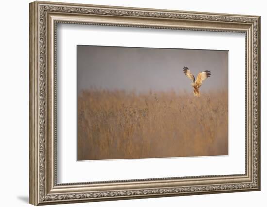 Marsh Harrier (Circus Aeruginosus) Adult Male in Flight Hunting over Reedbed at Dawn, Norfolk, UK-Andrew Parkinson-Framed Photographic Print