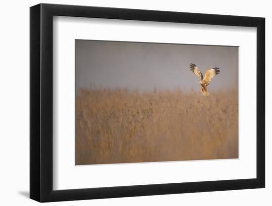Marsh Harrier (Circus Aeruginosus) Adult Male in Flight Hunting over Reedbed at Dawn, Norfolk, UK-Andrew Parkinson-Framed Photographic Print