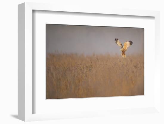 Marsh Harrier (Circus Aeruginosus) Adult Male in Flight Hunting over Reedbed at Dawn, Norfolk, UK-Andrew Parkinson-Framed Photographic Print