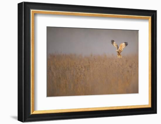 Marsh Harrier (Circus Aeruginosus) Adult Male in Flight Hunting over Reedbed at Dawn, Norfolk, UK-Andrew Parkinson-Framed Photographic Print