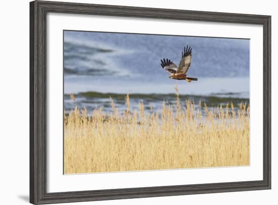 Marsh Harrier (Circus Aeruginosus) in Flight over Reedbeds, Texel, Netherlands, May 2009-Peltomäki-Framed Photographic Print