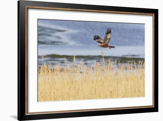 Marsh Harrier (Circus Aeruginosus) in Flight over Reedbeds, Texel, Netherlands, May 2009-Peltomäki-Framed Photographic Print