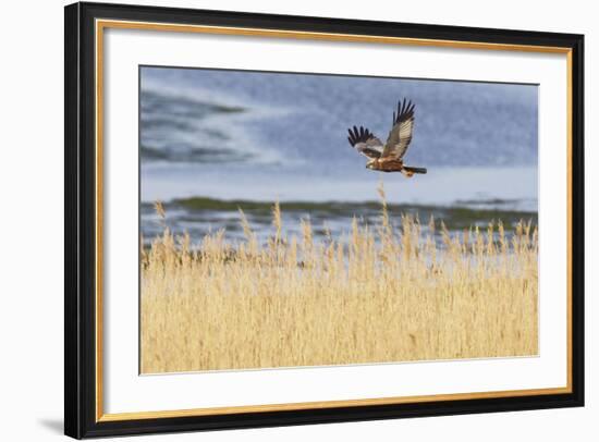 Marsh Harrier (Circus Aeruginosus) in Flight over Reedbeds, Texel, Netherlands, May 2009-Peltomäki-Framed Photographic Print