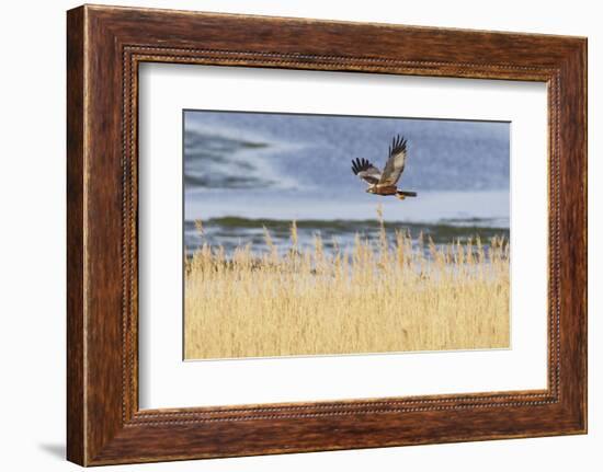 Marsh Harrier (Circus Aeruginosus) in Flight over Reedbeds, Texel, Netherlands, May 2009-Peltomäki-Framed Photographic Print