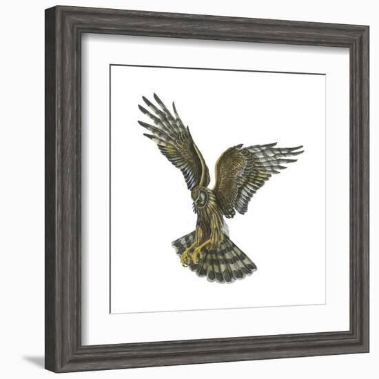 Marsh Hawk (Circus Cyaneus), Birds-Encyclopaedia Britannica-Framed Art Print