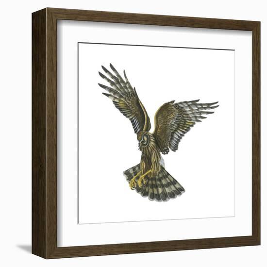 Marsh Hawk (Circus Cyaneus), Birds-Encyclopaedia Britannica-Framed Art Print